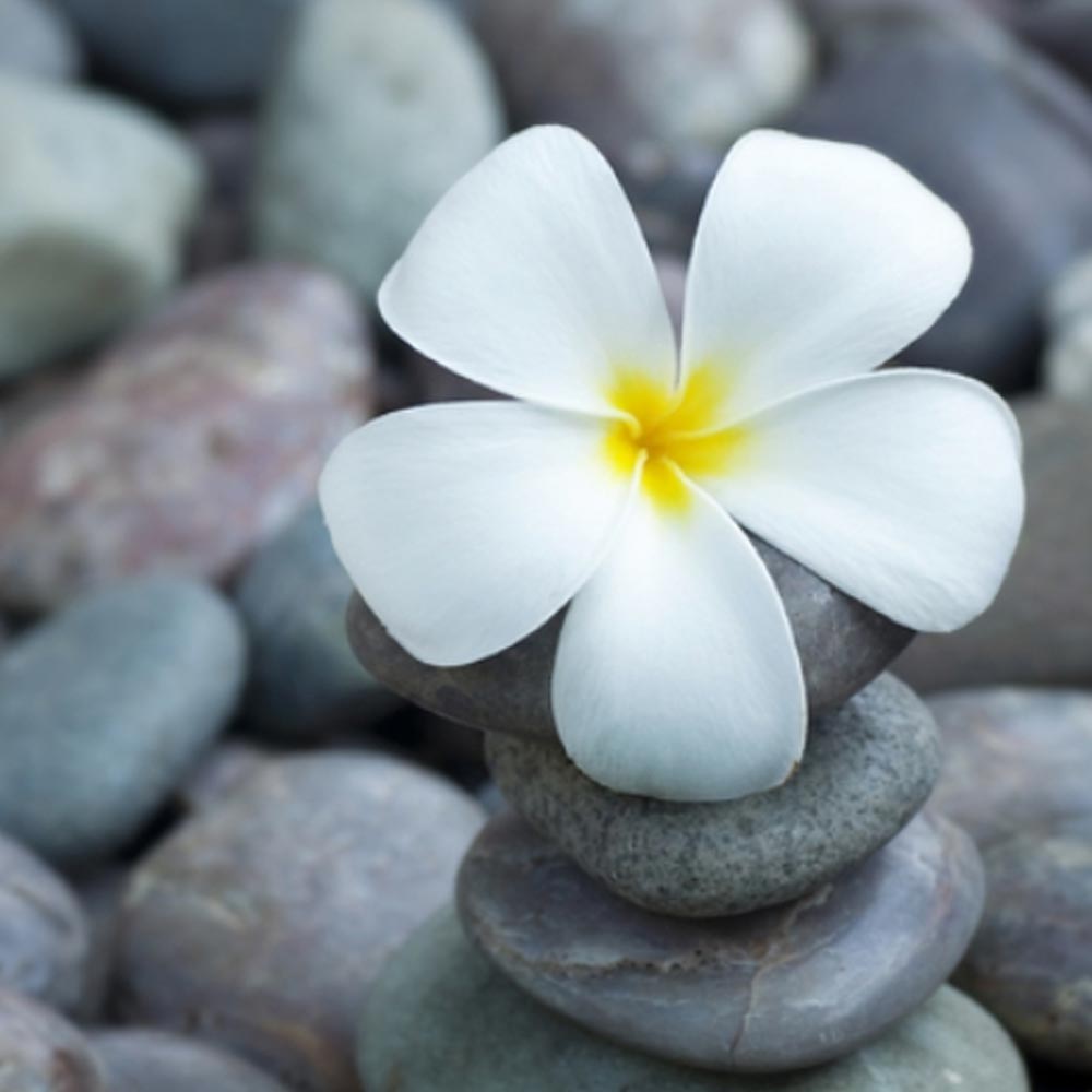 Flower on rocks